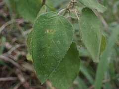 Croton rivularis