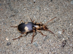 Pheropsophus jessoensis