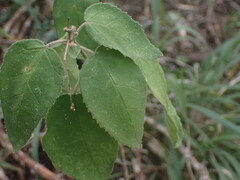 Croton rivularis