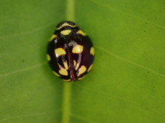 Ceratogergithus pseudotessellatus