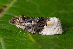 Apotomis betuletana