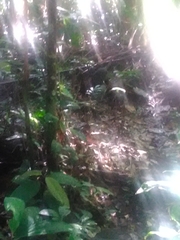 Nasua nasua