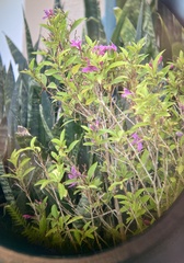 Pseuderanthemum laxiflorum