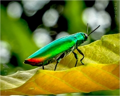 Chrysochroa fulminans