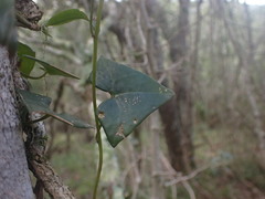 Senecio macroglossus