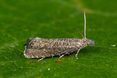 Dichrorampha