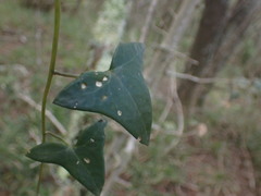 Senecio macroglossus
