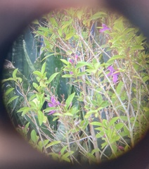 Pseuderanthemum laxiflorum