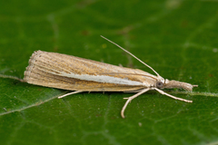 Agriphila selasella