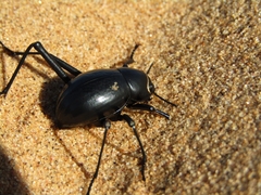 Onymacris unguicularis