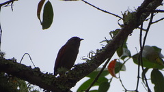 Cranioleuca curtata