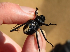 Onymacris unguicularis