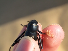 Onymacris unguicularis