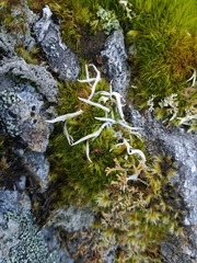 Thamnolia vermicularis vermicularis