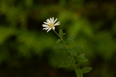 Aster chingshuiensis