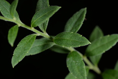 Aster chingshuiensis