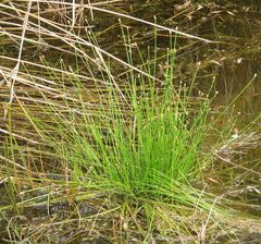 Eleocharis tuberculosa