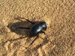 Onymacris unguicularis