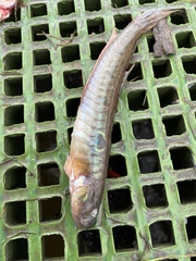 Gobionellus oceanicus