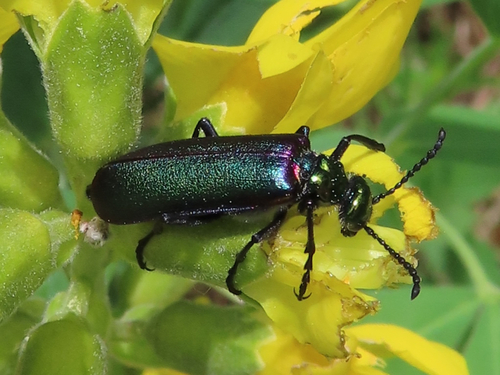 Nuttall's blister beetle