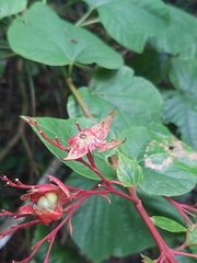 Clerodendrum japonicum