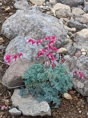 Dicentra peregrina