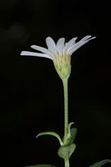 Aster chingshuiensis
