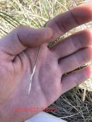 Carex siccata
