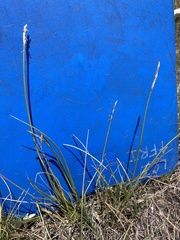 Carex siccata