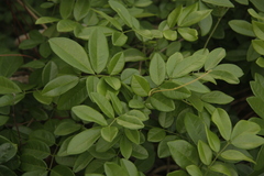 Derris scandens