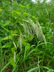Bromus