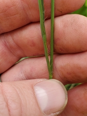 Bromus