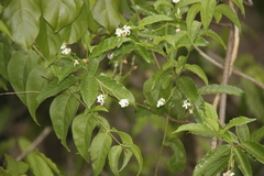 Amphineurion marginatum