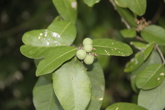 Atalantia monophylla