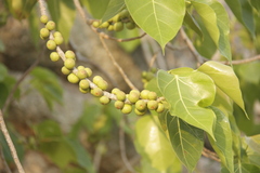 Ficus rumphii
