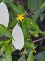 Mussaenda parviflora