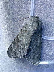 Acronicta americana