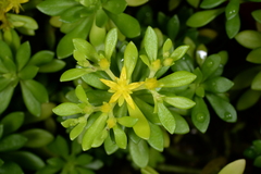 Sedum sekiteiense