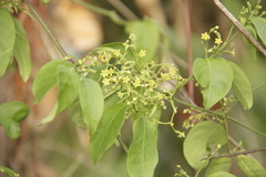 Periplocoideae