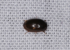 Enochrus ochropterus