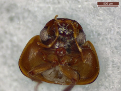 Enochrus ochropterus