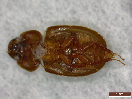 Enochrus ochropterus