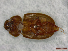 Enochrus ochropterus