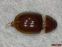Enochrus ochropterus