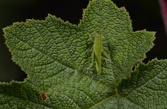 Chondracris rosea