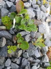 Salix stolonifera