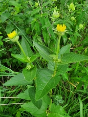 Heliopsis helianthoides