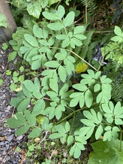 Corydalis scouleri