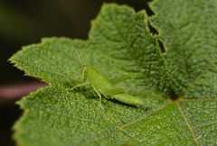 Chondracris rosea