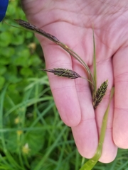 Carex macrochaeta